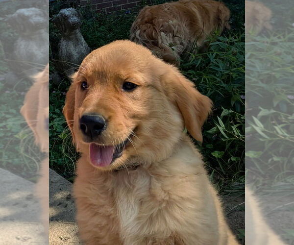 Medium Photo #2 Golden Retriever Puppy For Sale in EAST SPARTA, OH, USA