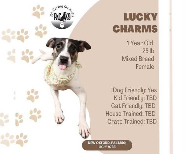 Medium Photo #2 Jack Russell Terrier-Unknown Mix Puppy For Sale in New Oxford , PA, USA