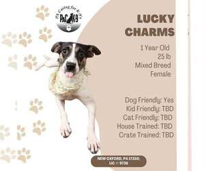 Lucky Charms - Female Jack Russell Terrier-Unknown Mix Dog for Adoption - Photo #2