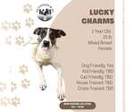 Small Photo #2 Jack Russell Terrier-Unknown Mix Puppy For Sale in New Oxford , PA, USA