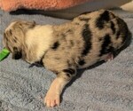 Small Photo #17 Australian Shepherd Puppy For Sale in SYLVA, NC, USA