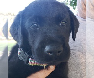 Golden Labrador Puppy for sale in ANN ARBOR, MI, USA