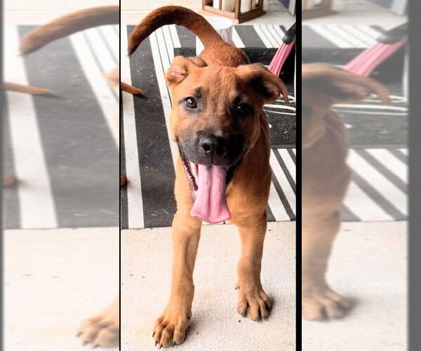 Medium Photo #10 Labrador Retriever-Unknown Mix Puppy For Sale in Holly Springs, NC, USA