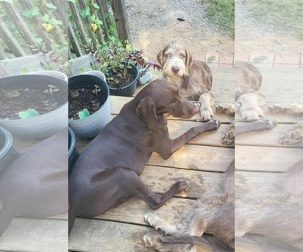 Medium Photo #3 Pointer Puppy For Sale in Scottsboro, AL, USA