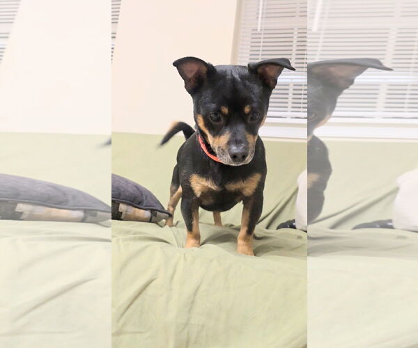 Medium Photo #4 Chihuahua-Unknown Mix Puppy For Sale in Rockaway, NJ, USA