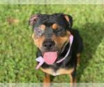 Small #1 Rottweiler Mix