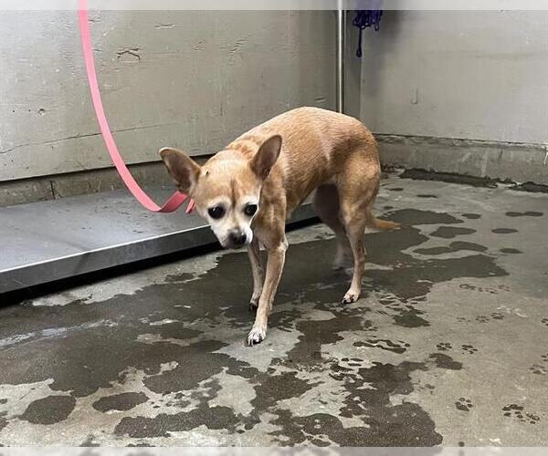 Medium Photo #1 Chihuahua Puppy For Sale in Camarillo, CA, USA