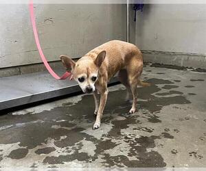 Chihuahua Dogs for adoption in Camarillo, CA, USA