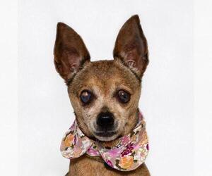 Chihuahua Dogs for adoption in Santa Maria, CA, USA