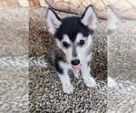 Puppy Jess Siberian Husky