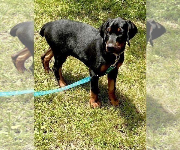 Medium Photo #11 Doberman Pinscher Puppy For Sale in SUMMERFIELD, NC, USA