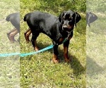 Small #10 Doberman Pinscher