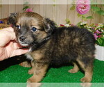 Small Photo #4 Miniature Australian Shepherd Puppy For Sale in HAMMOND, IN, USA