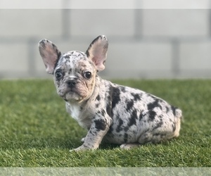 Shih Tzu Puppy for sale in DENVER, CO, USA