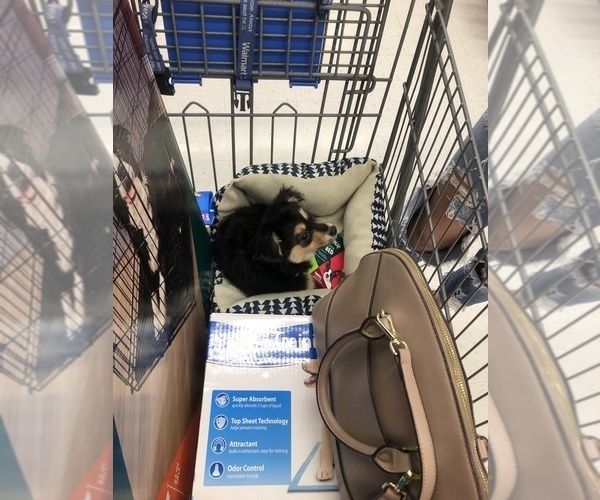 Medium Photo #3 Yoranian Puppy For Sale in VIRGINIA BCH, VA, USA