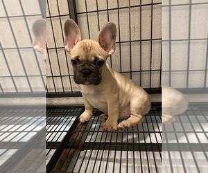 French Bulldog Puppy for sale in BAKERSFIELD, CA, USA