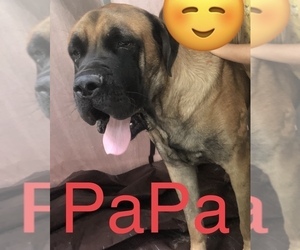 Father of the Mastiff puppies born on 10/18/2024