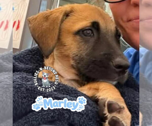 Medium Photo #3 Mutt Puppy For Sale in Omaha, NE, USA