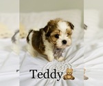 Small Photo #11 Morkie Puppy For Sale in COOKEVILLE, TN, USA