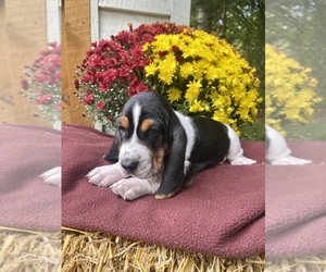 Basset Hound Puppy for sale in MINOCQUA, WI, USA
