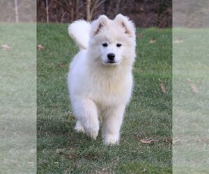 Samoyed Puppy for sale in FREDERICKSBG, OH, USA