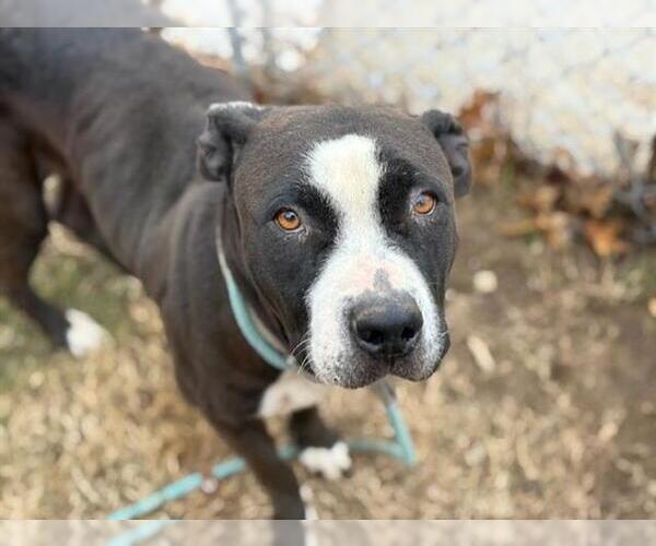 Medium Photo #2 Mutt Puppy For Sale in Tulsa, OK, USA