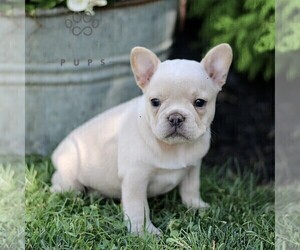 French Bulldog Puppy for sale in RONKS, PA, USA