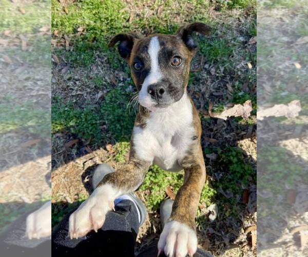 Medium Photo #1 Boxer Puppy For Sale in Dumont, NJ, USA