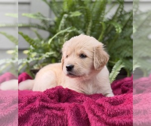 Medium Golden Retriever