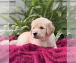 Puppy Coral Golden Retriever