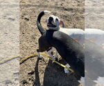 Small #6 American Pit Bull Terrier Mix