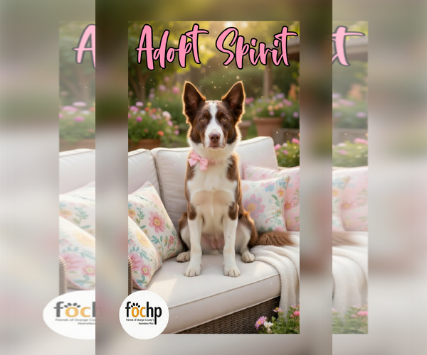 Medium Photo #2 Border Collie Puppy For Sale in Menifee, CA, USA