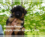 Puppy purple collar German Shepherd Dog