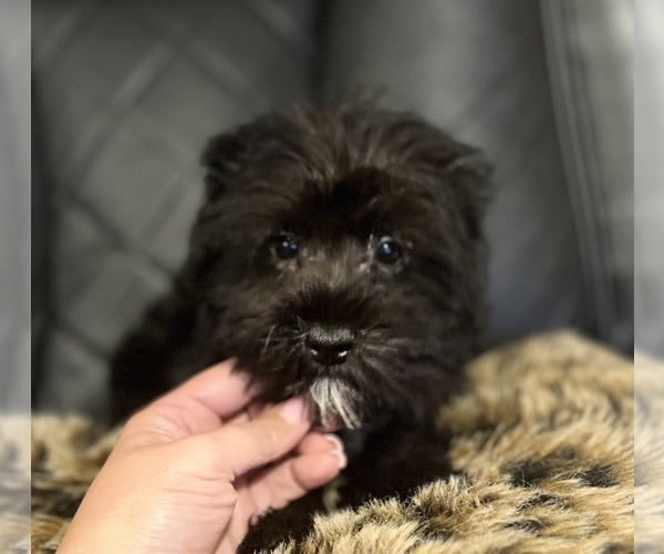 Medium Photo #1 Schnauzer (Miniature) Puppy For Sale in BURNSVILLE, NC, USA