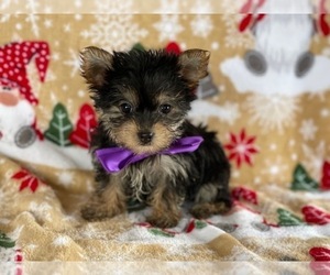 Yorkshire Terrier Puppy for sale in LANCASTER, PA, USA