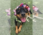 Small #2 Rottweiler
