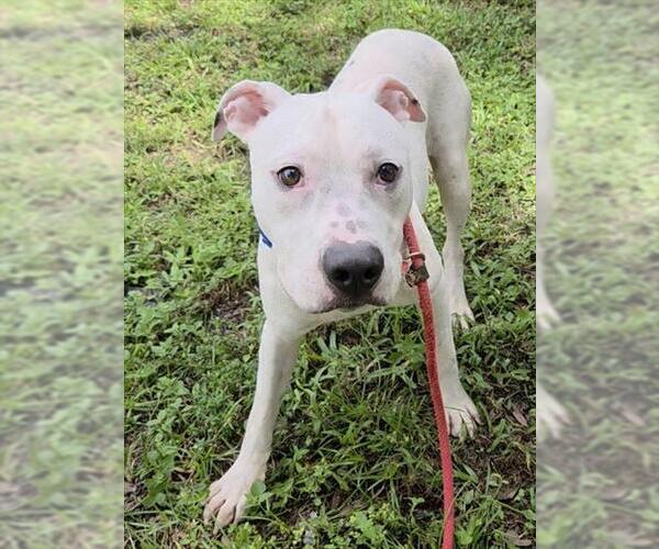 Medium Photo #1 American Staffordshire Terrier-Unknown Mix Puppy For Sale in Fort Lauderdale, FL, USA