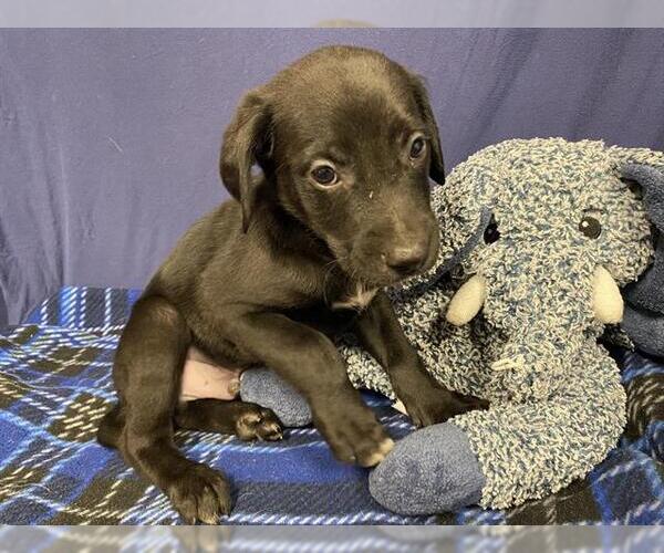 Medium Photo #1 Labrador Retriever-Unknown Mix Puppy For Sale in Modesto, CA, USA