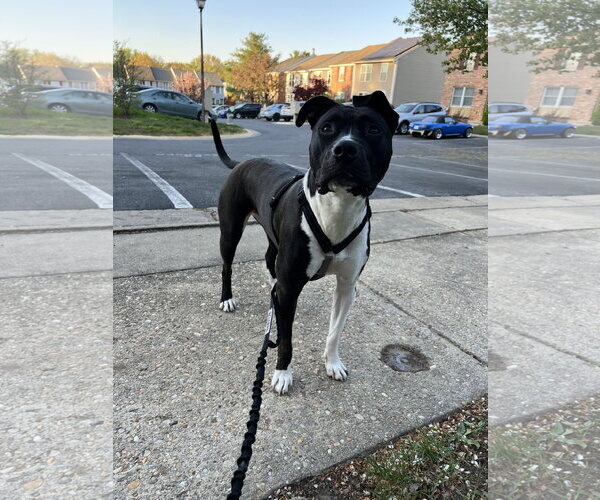 Medium Photo #9 Mutt Puppy For Sale in Alexandria, VA, USA