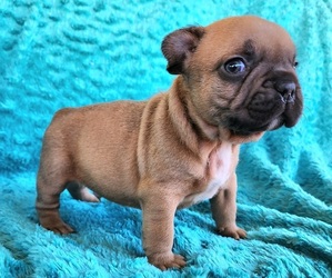 French Bulldog Puppy for sale in LAS VEGAS, NV, USA