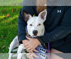 Mutt Dogs for adoption in Mundelein, IL, USA
