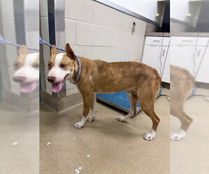 Pointer Dogs for adoption in Santa Barbara, CA, USA