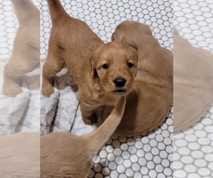 Golden Retriever Puppy for sale in ROCKDALE, TX, USA