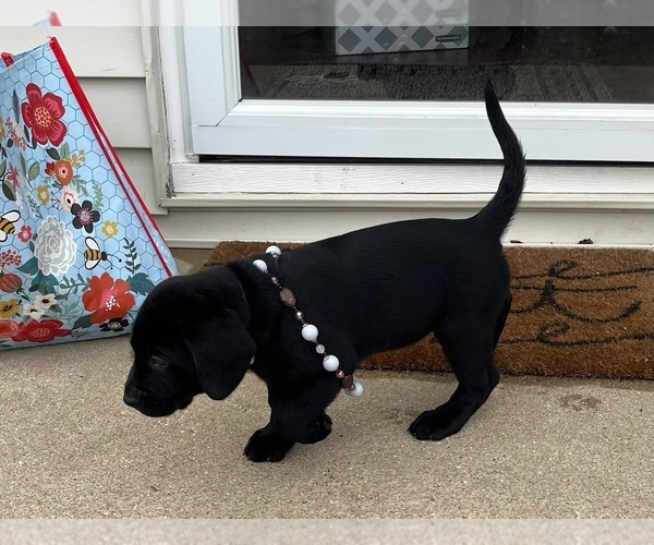 Medium Photo #9 Labrador Retriever Puppy For Sale in SAINT ELMO, IL, USA