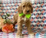 Small Photo #3 Goldendoodle (Miniature) Puppy For Sale in LANCASTER, PA, USA