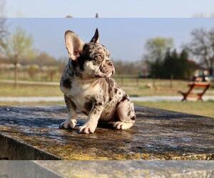 French Bulldog Puppy for sale in ERIAL, NJ, USA