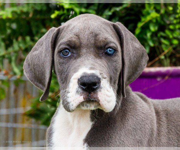 Medium Photo #108 Great Dane Puppy For Sale in WAKARUSA, IN, USA