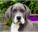 Small Photo #108 Great Dane Puppy For Sale in WAKARUSA, IN, USA
