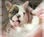 Small Photo #24 French Bulldog Puppy For Sale in W LINN, OR, USA