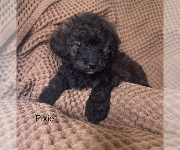 Medium Photo #3 Havapoo Puppy For Sale in VANCOUVER, WA, USA